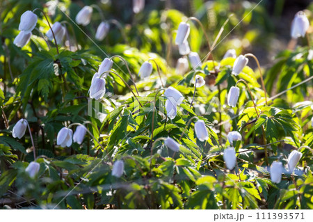 Buds of Anemone nemorosa, macro photo with selective focus. Wild white spring flowers Buds of Anemone nemorosa, macro photo with selective focus. Wild white spring flowers 111393571