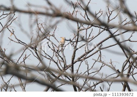 ヤツガシラの枝止まり ヤツガシラの枝止まり 111393672