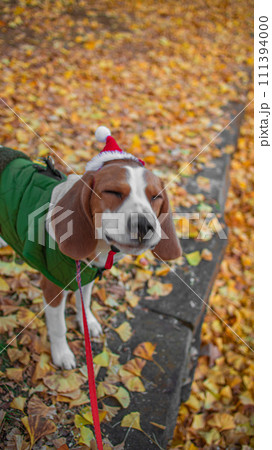 秋の公園でお散歩するビーグル犬 111394000