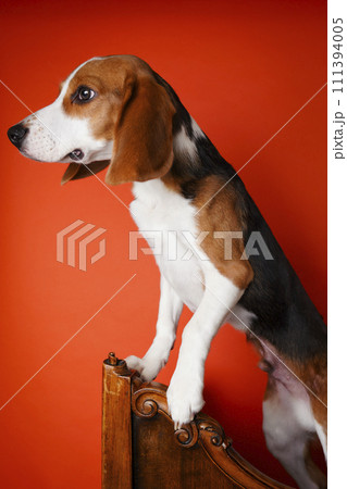 お座りして微笑むビーグル犬 お座りして微笑むビーグル犬 111394005