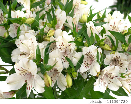 アルストロメリアの切り花 アルストロメリアの切り花 111394720