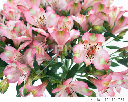 アルストロメリアの切り花 アルストロメリアの切り花 111394721