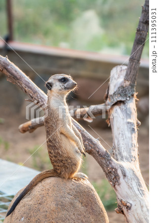 Meerkat, Suricata suricatta, on hind legs. Portrait of meerkat standing on hind legs with alert expression. Portrait of a funny meerkat sitting on its hind legs. 111395031