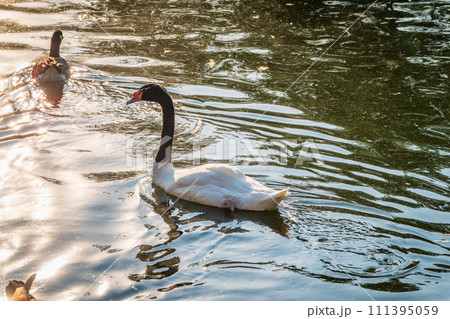 The black-necked swan, Cygnus melancoryphus, is a swan that is the largest waterfowl native to South America. The body plumage is white with a black neck and head and greyish bill The black-necked swan, Cygnus melancoryphus, is a swan that is the largest waterfowl native to South America. The body plumage is white with a black neck and head and greyish bill 111395059