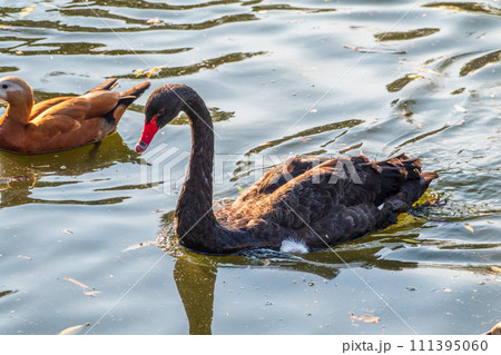 A graceful black swan with a red beak is swimming on a lake with dark green water. Cygnus atratus 111395060
