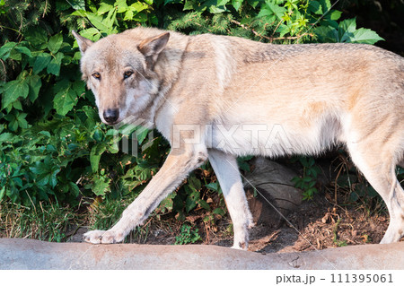 Gray wolf in forest on the green grass. The wolf, Canis lupus 111395061