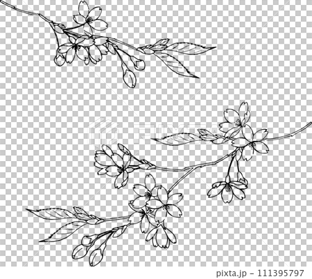 用鋼筆畫的野櫻花插畫 111395797