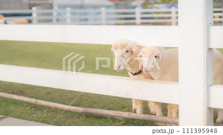 sheep and baby Lamb in farm. 111395948