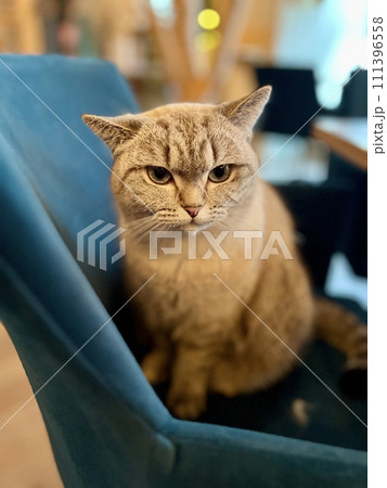 Domestic cat sitting on a chair in a cafe, looking at the camera Domestic cat sitting on a chair in a cafe, looking at the camera 111396558