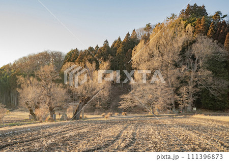 栃木　遊行柳と上の宮のイチョウ（那須町） 111396873
