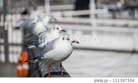 柵の上に並ぶユリカモメ 琵琶湖大津港 柵の上に並ぶユリカモメ 琵琶湖大津港 111397104