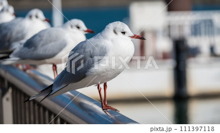ユリカモメ　琵琶湖大津港 111397118