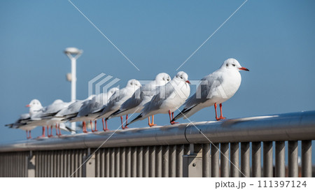 柵の上に並ぶユリカモメ　琵琶湖大津港 111397124