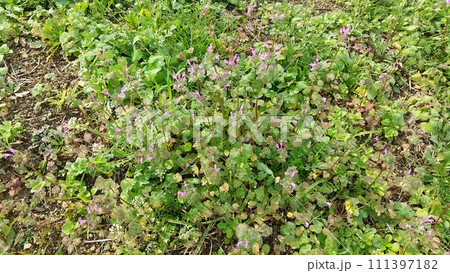 ホトケノザの花 ホトケノザの花 111397182