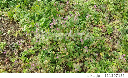 ホトケノザの花 ホトケノザの花 111397183