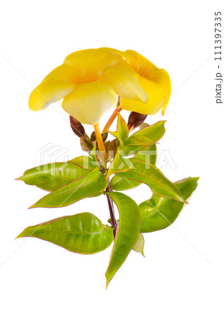 Yellow flowering Mandevilla Yellow flowering Mandevilla 111397335