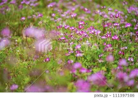 群生するレンゲ草 111397586