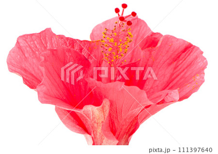 Pink hibiscus blossom detail 111397640