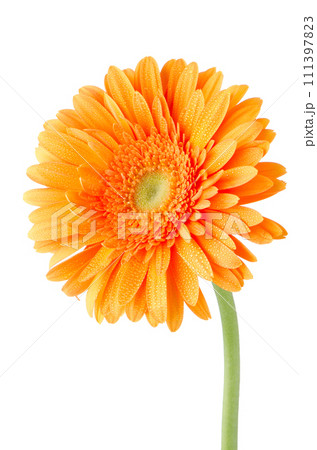 Orange gerbera daisy flower 111397823