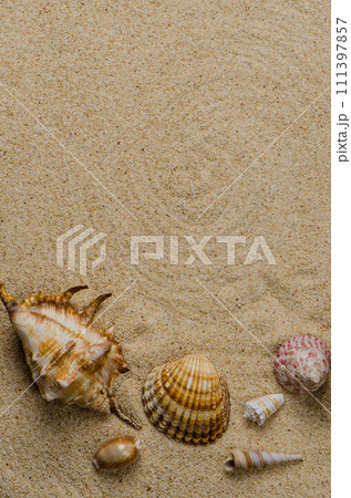 Sea shells 111397857