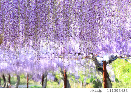 フジ977 フジ977 111398488