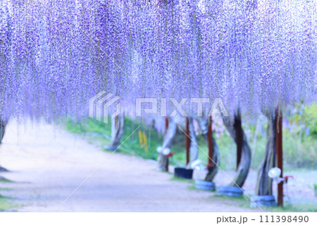 フジ997 フジ997 111398490