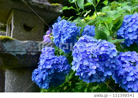 紫陽花 アジサイ あじさい 梅雨 月照寺 紫陽花 アジサイ あじさい 梅雨 月照寺 111398541