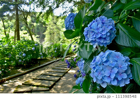 紫陽花 アジサイ あじさい 梅雨 月照寺 紫陽花 アジサイ あじさい 梅雨 月照寺 111398548