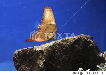 ナンヨウツバメウオ　ツバメウオ　枯れ葉　擬態　マンジュウダイ　レプトケファルス　orbic fish 111399301