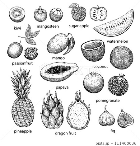 Big set of tropical and exotic fruits. Hand-drawn ink illustration in retro engraving style. Detailed vector drawing. Big set of tropical and exotic fruits. Hand-drawn ink illustration in retro engraving style. Detailed vector drawing. 111400036