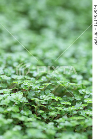 ソレイロリアの葉と雨雫 ソレイロリアの葉と雨雫 111400044