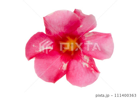 Pink flowering Mandevilla Pink flowering Mandevilla 111400363