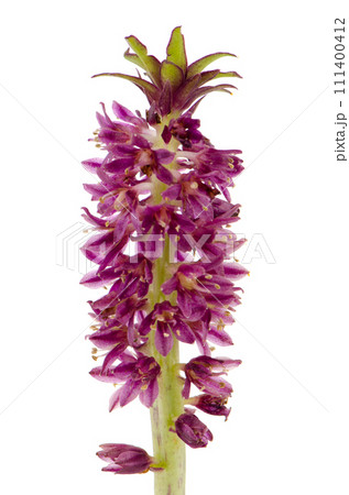 Eucomis flower 111400412