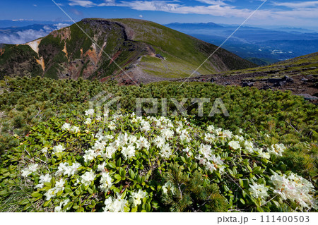 キバナシャクナゲ咲く稜線から見る八ヶ岳連峰・硫黄岳 111400503