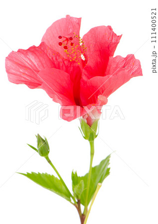 Beautiful pink hibiscus flower Beautiful pink hibiscus flower 111400521