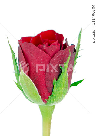 Red rose 111400584
