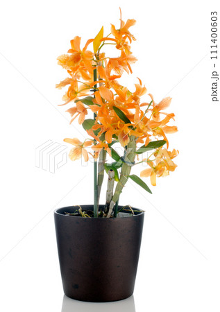 Beautiful orange dendrobium flowers 111400603