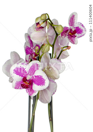 Purple orchid flower Purple orchid flower 111400604