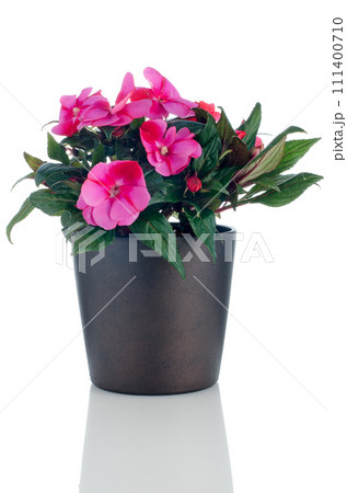 Beautiful pink impatiens flowers 111400710