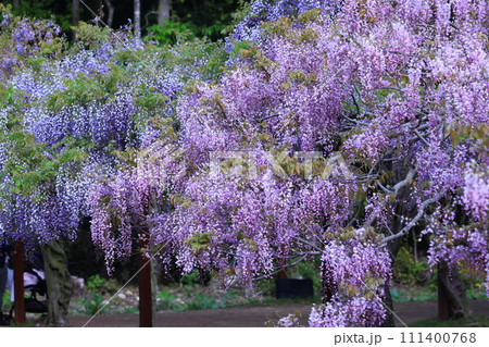 フジ903 フジ903 111400768