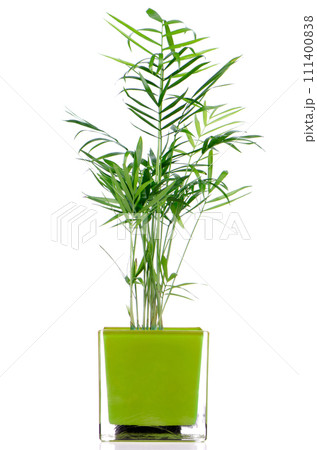 Houseplant Houseplant 111400838
