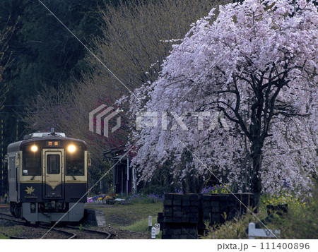 春のわたらせ渓谷鐵道 枝垂れ桜が咲く夕暮れの無人駅 春のわたらせ渓谷鐵道 枝垂れ桜が咲く夕暮れの無人駅 111400896