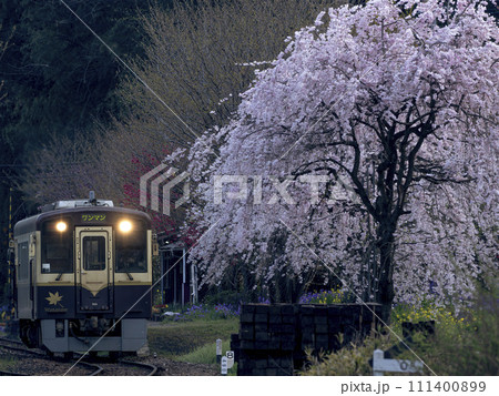 春のわたらせ渓谷鐵道 枝垂れ桜が咲く夕暮れの無人駅 春のわたらせ渓谷鐵道 枝垂れ桜が咲く夕暮れの無人駅 111400899