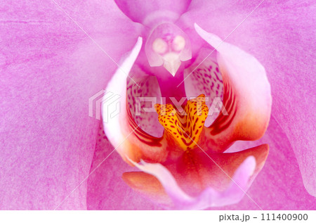 Closeup of beautiful pink orchid Closeup of beautiful pink orchid 111400900
