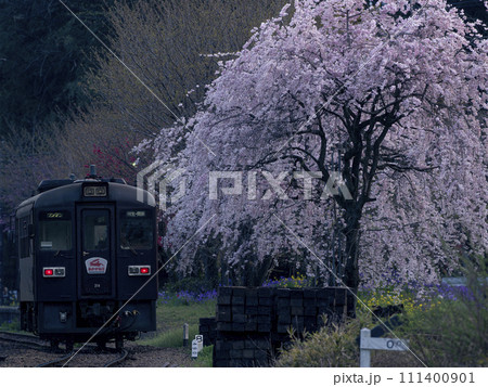 春のわたらせ渓谷鐵道　枝垂れ桜が咲く夕暮れの無人駅 111400901
