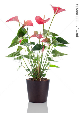 Beautiful Anthedesia anthurium 111400913