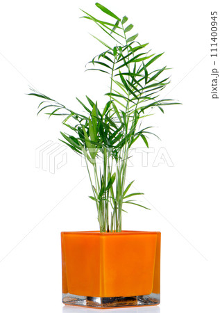 Houseplant 111400945