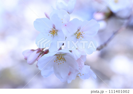 さくら9136 111401002