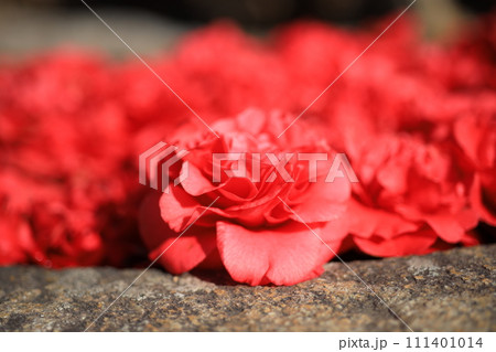 ツバキ5666 111401014