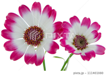 Beautiful pink flowers Beautiful pink flowers 111401080